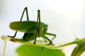 Hepokatti5 800px